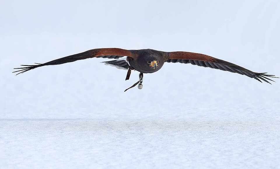 Wüstenbussard Vögel