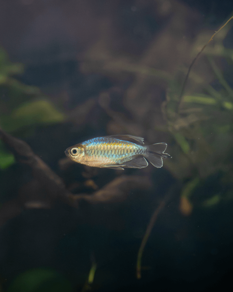 Blauer Kongosalmler Fische
