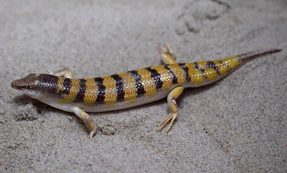 Apothekerskink Reptilien