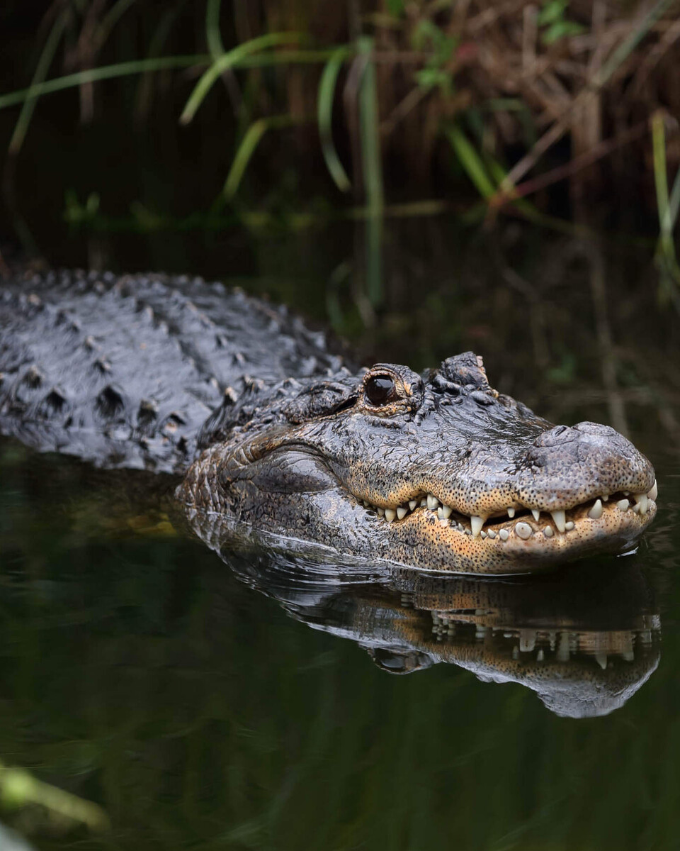 Mississippi-Alligator Reptilien