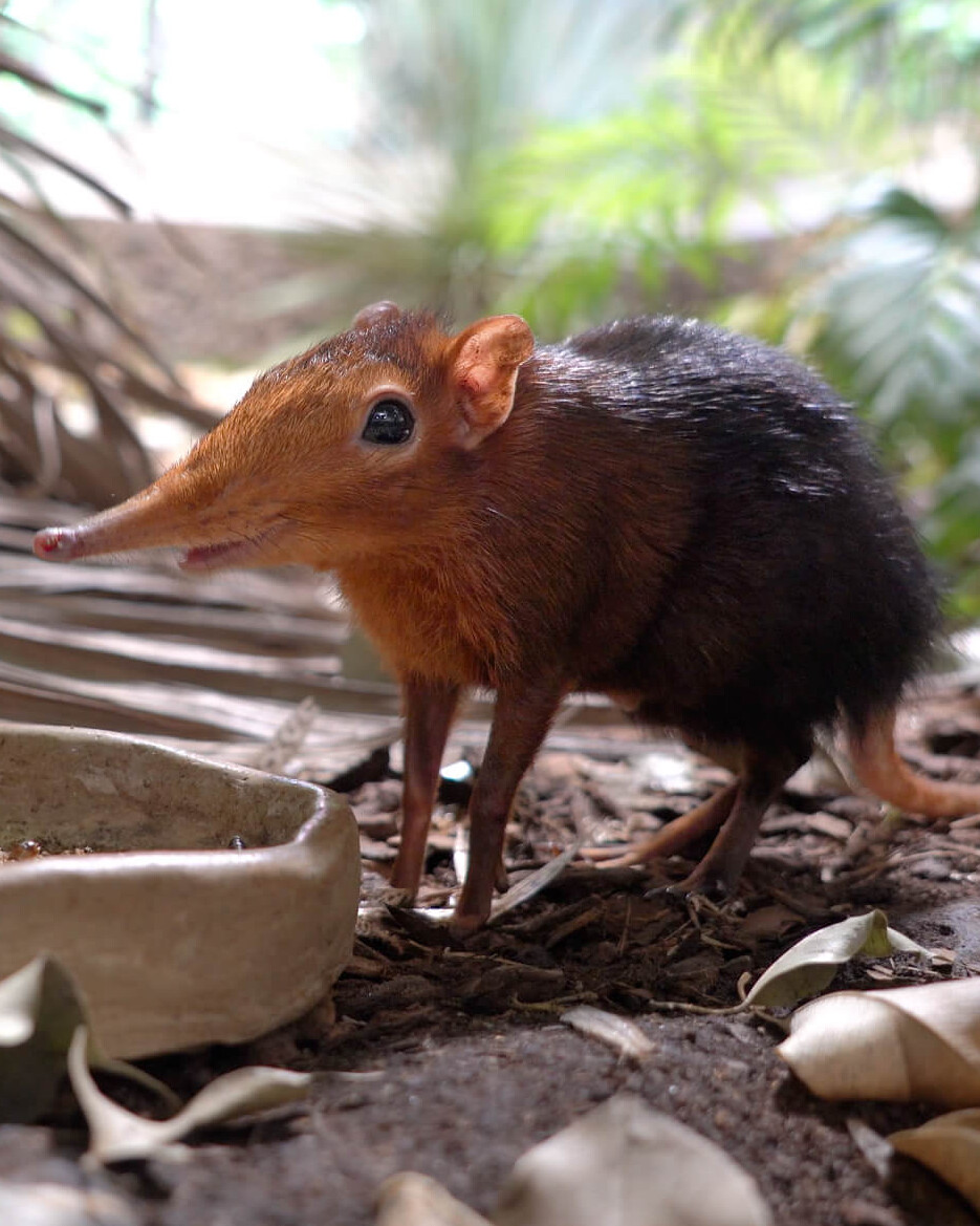 Rüsselhündchen Säugetiere