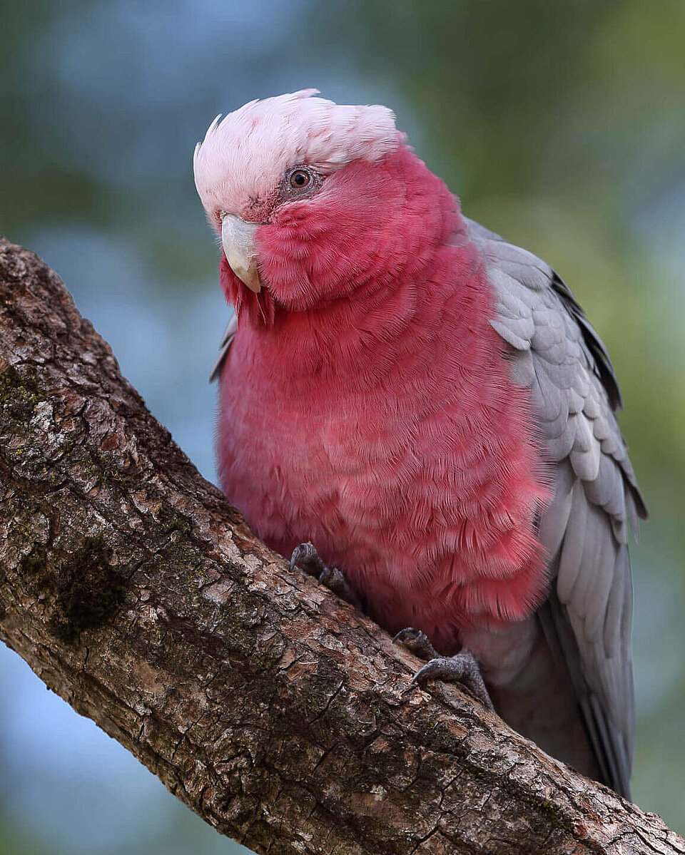 Rosakakadu Vögel