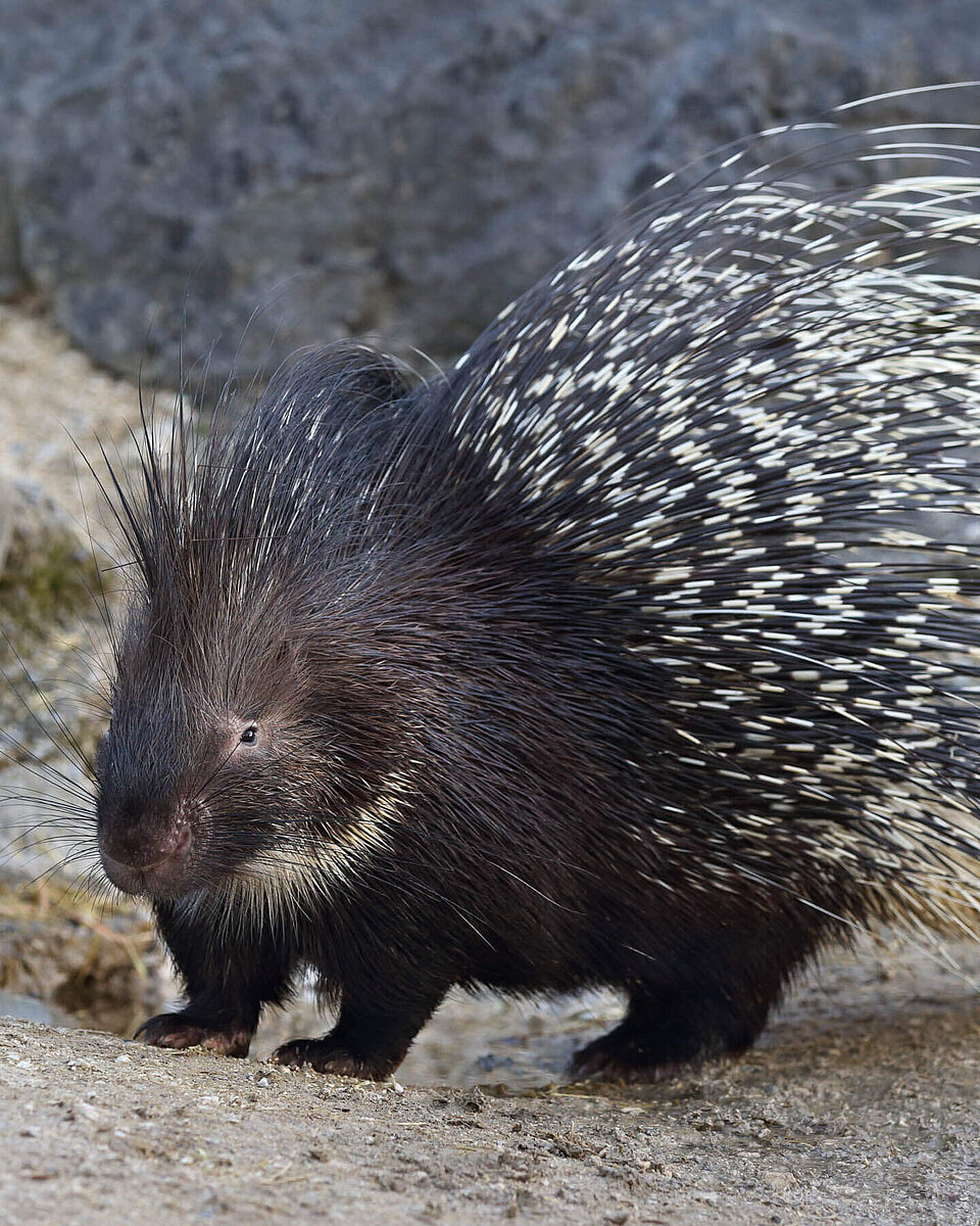 Stachelschwein Säugetiere