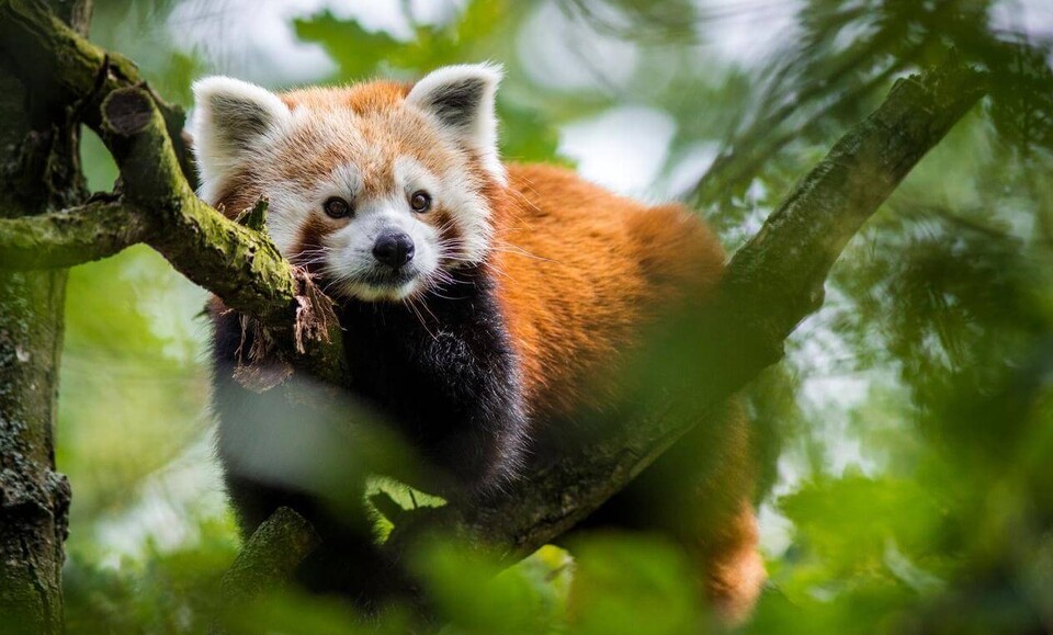 Kleiner Panda Säugetiere