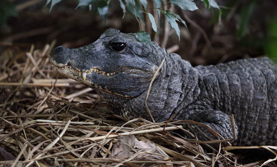 Stumpfkrokodil Reptilien