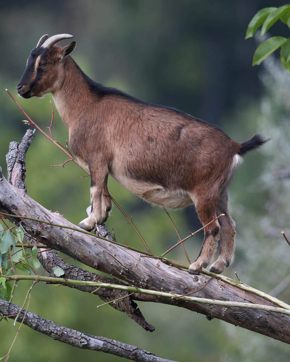 Afrikanische Zwergziege Säugetiere