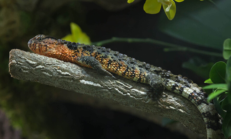 Chinesische Krokodilschwanzechse Reptilien