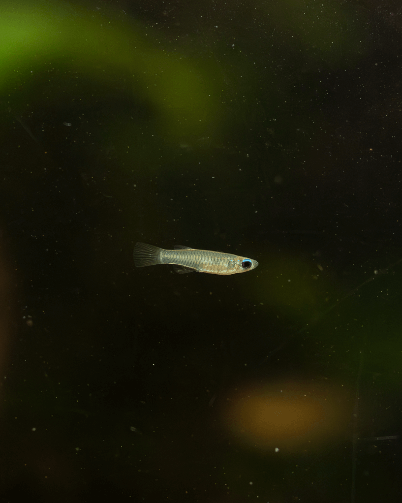 Normans Leuchtaugenfisch Fische