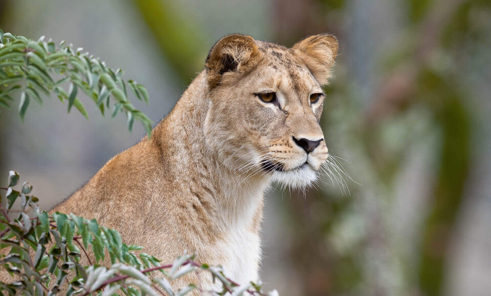 Berberlöwe Säugetiere