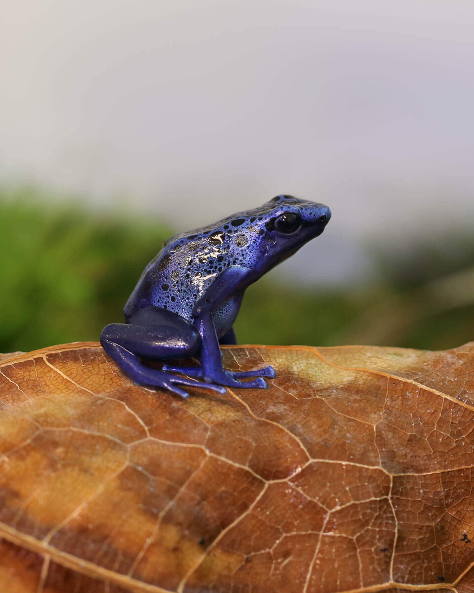 Blauer Baumsteiger Amphibien