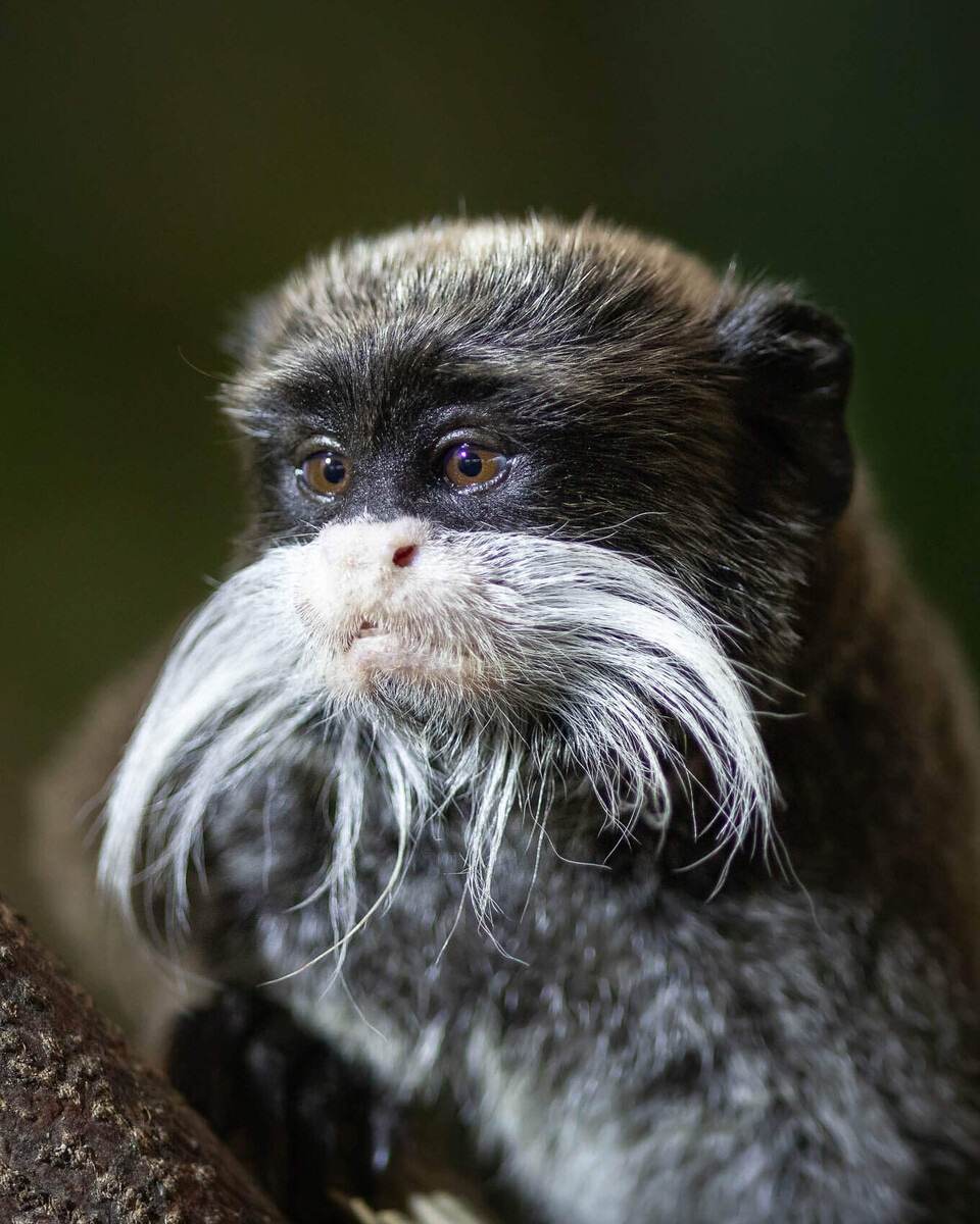 Kaiserschnurrbarttamarin Säugetiere