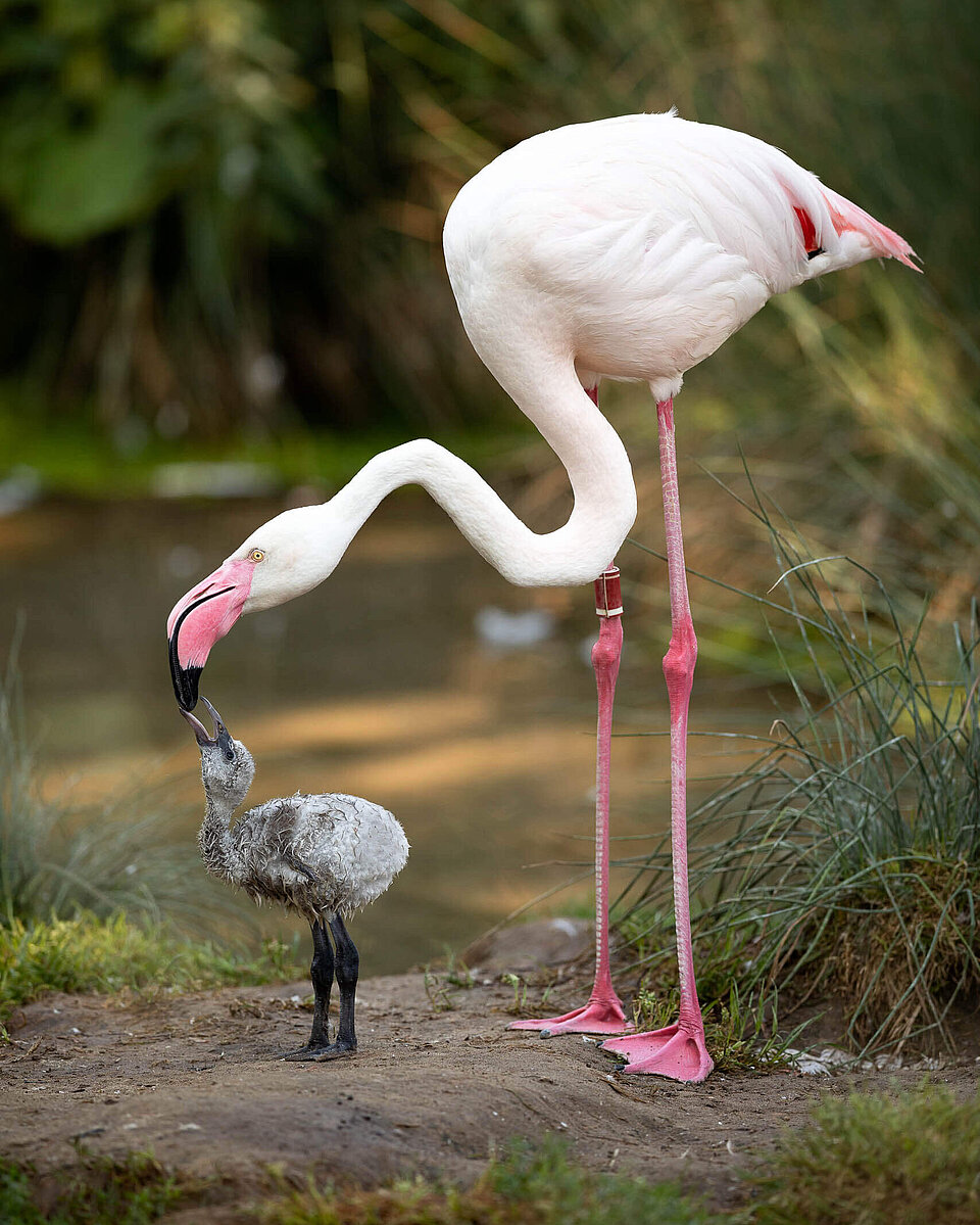 Rosaflamingo Vögel