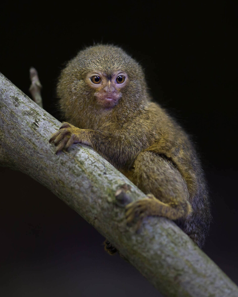 Zwergseidenäffchen Säugetiere