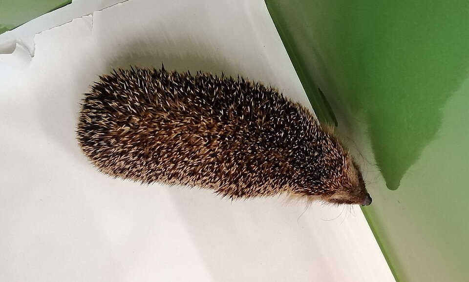 Magerer Igel