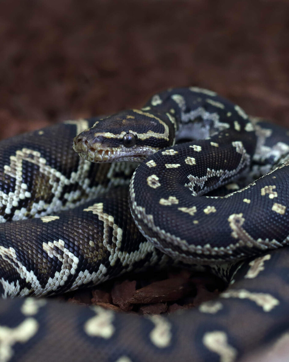 Angolapython Reptilien