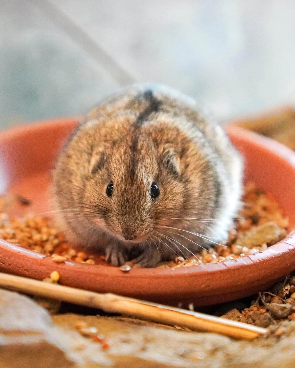 Steppenlemming Säugetiere