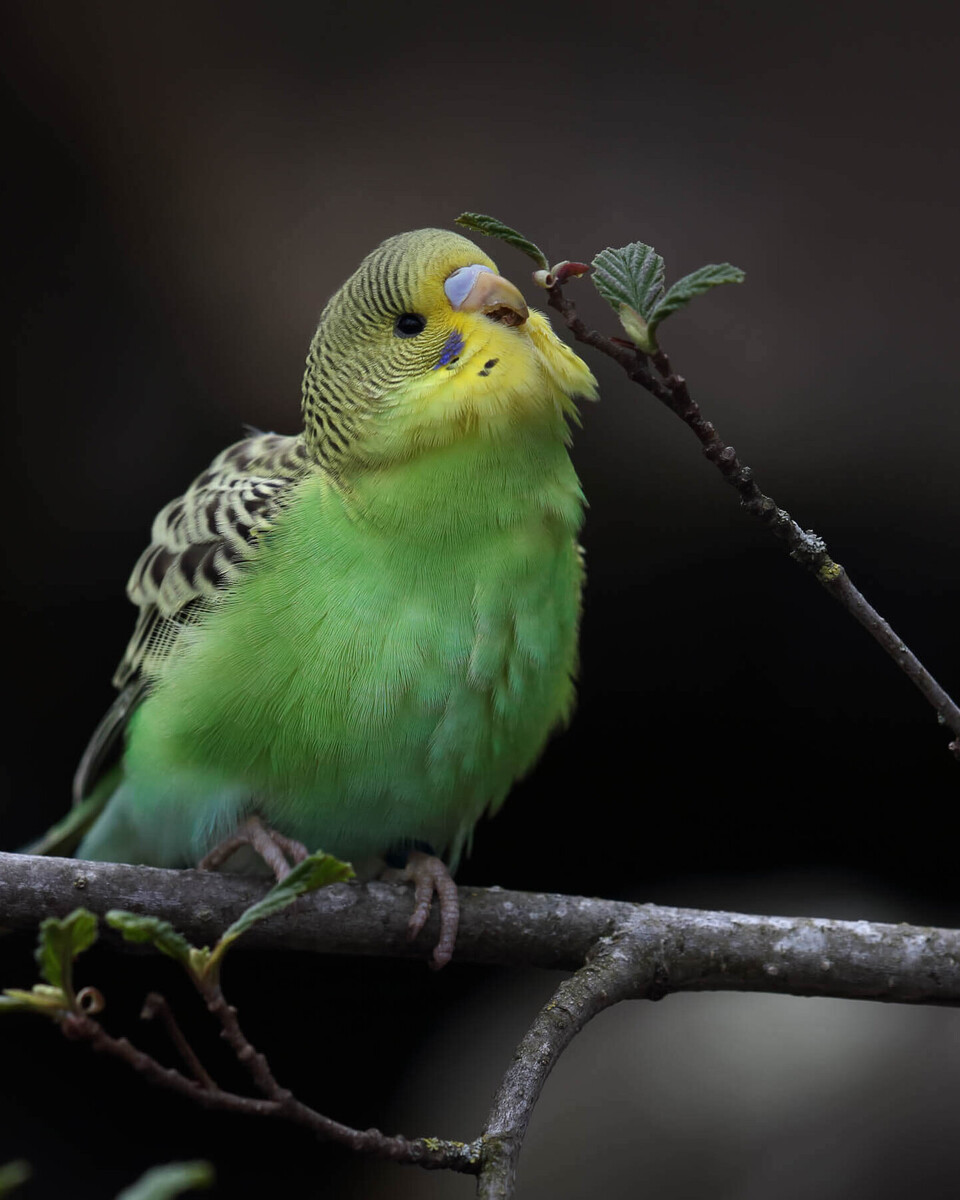 Wellensittich Vögel