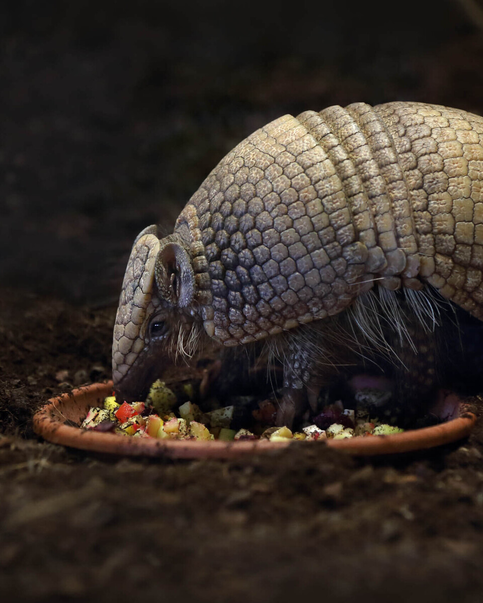 Südliches Kugelgürteltier Säugetiere