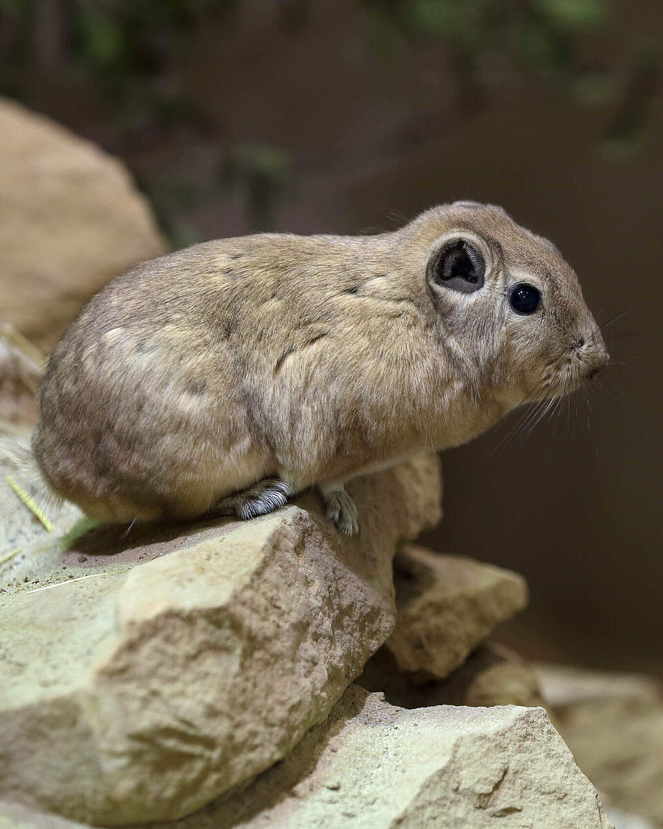 Eigentlicher Gundi Säugetiere