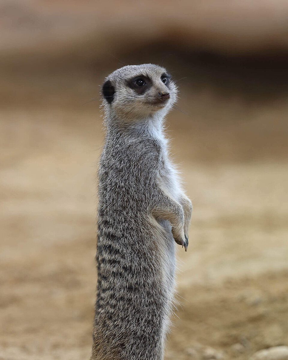 Erdmännchen Tiere