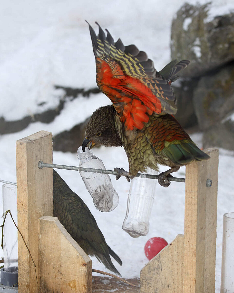Kea Tiere