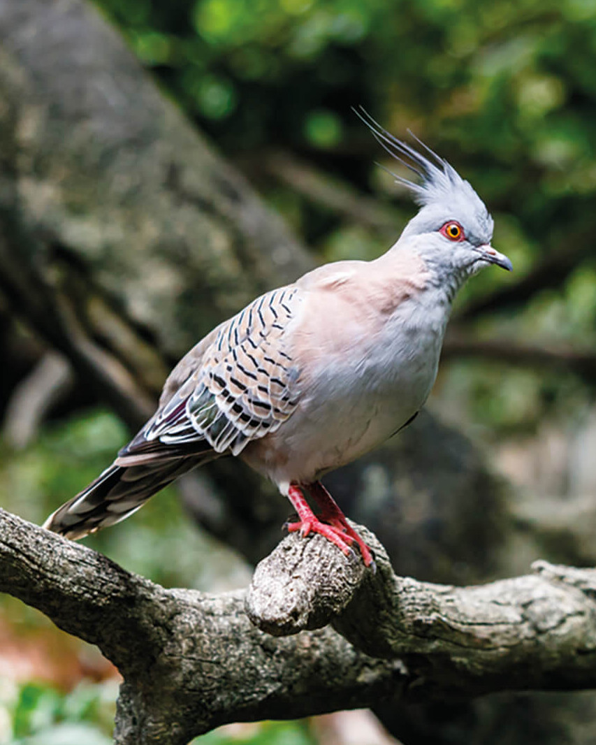 Spitzschopftaube Vögel