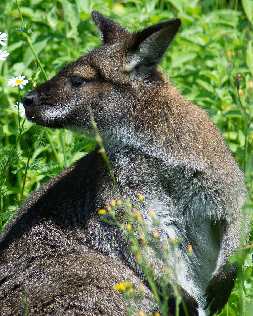 Rotnackenwallaby Säugetiere