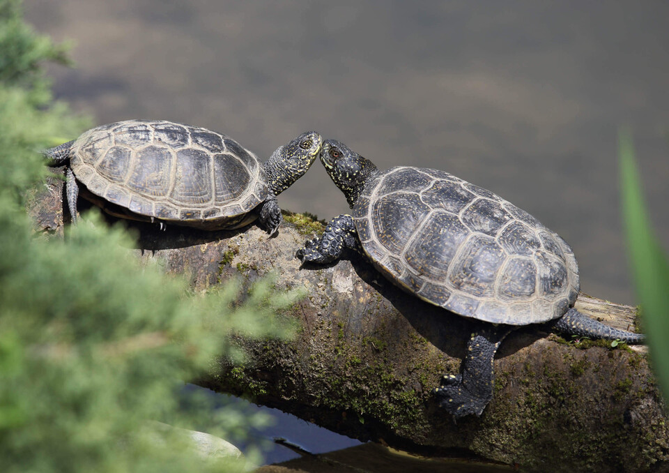 Europäische Sumpfschildkröte Reptilien