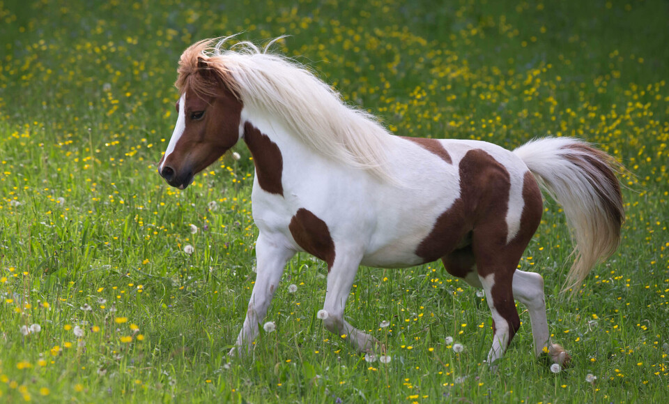 Pony Säugetiere