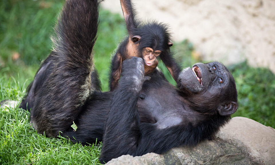 Westafrikanischer Schimpanse Säugetiere