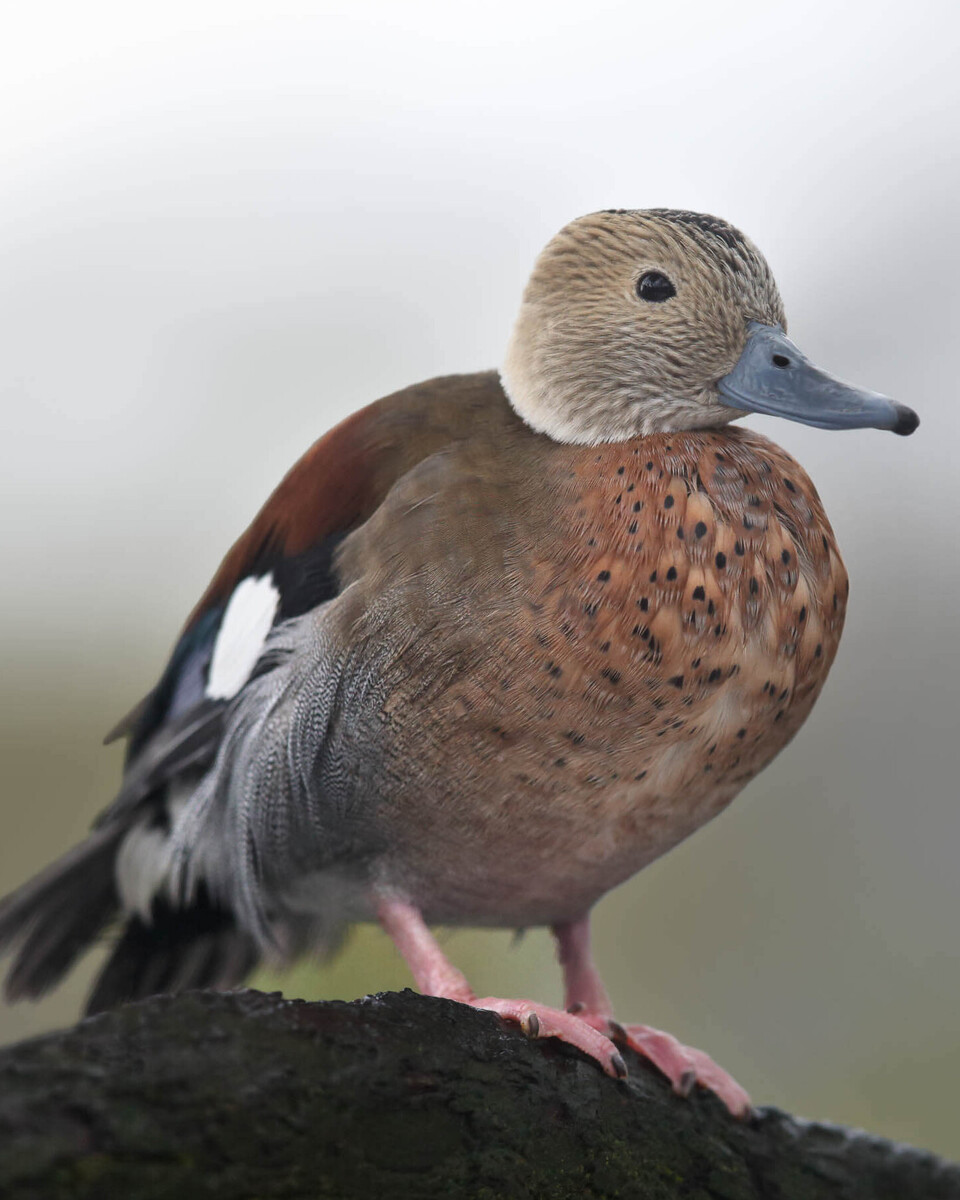 Rotschulterente Vögel