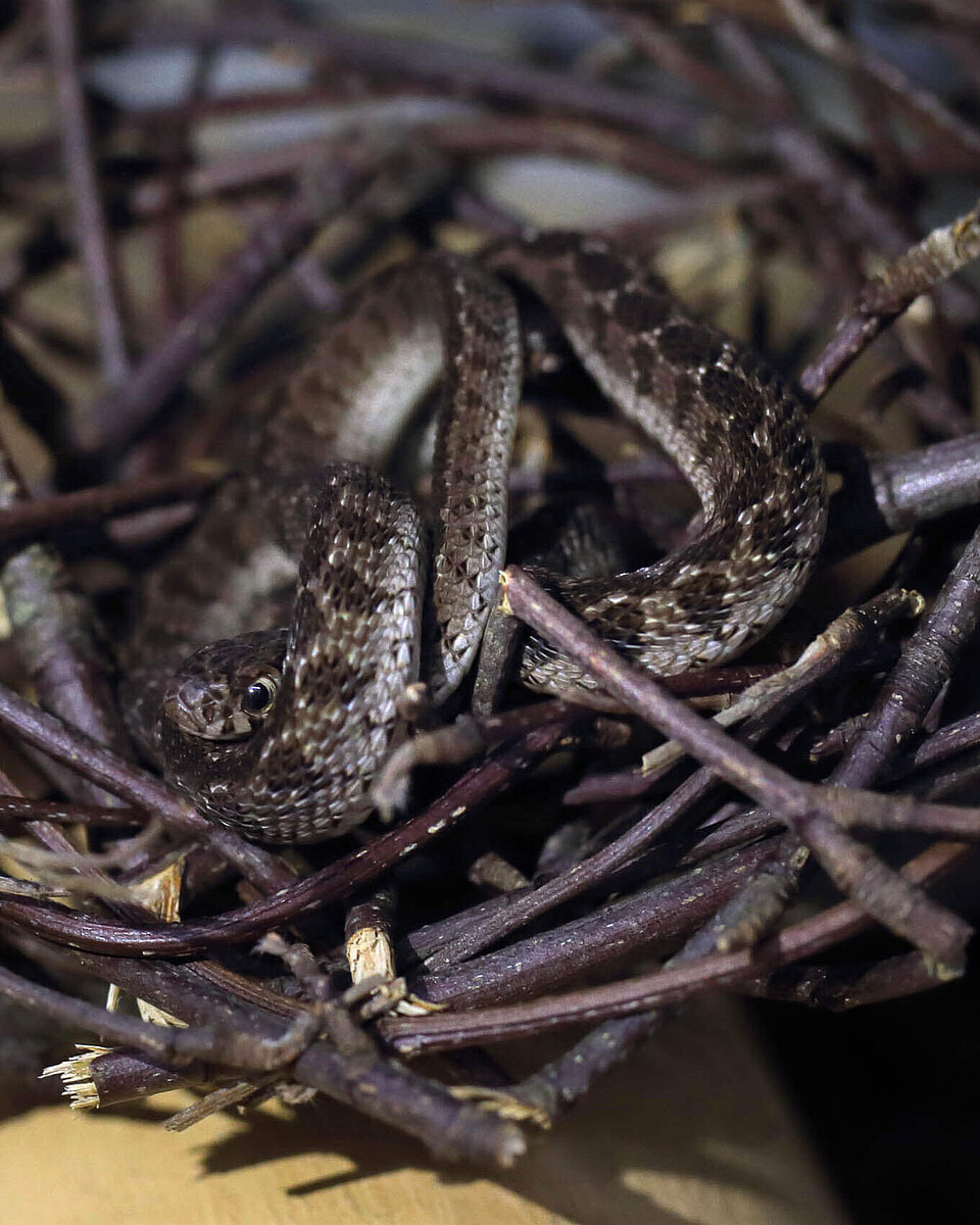 Eierschlange Reptilien