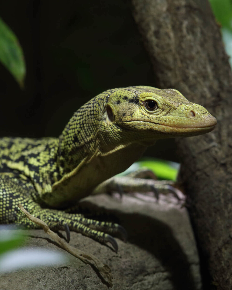 Quittenwaran Reptilien