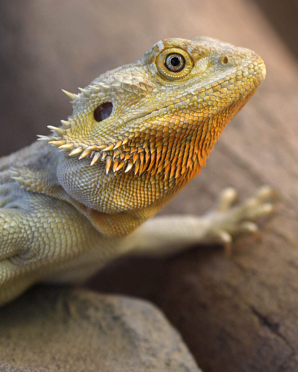 Streifenköpfige Bartagame Reptilien