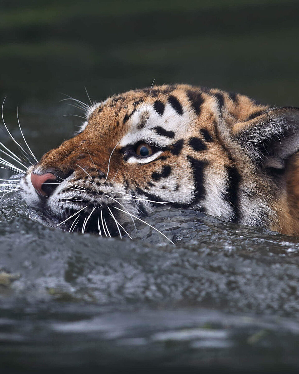 Amurtiger Tiere