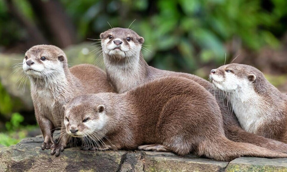 Zwergotter Säugetiere