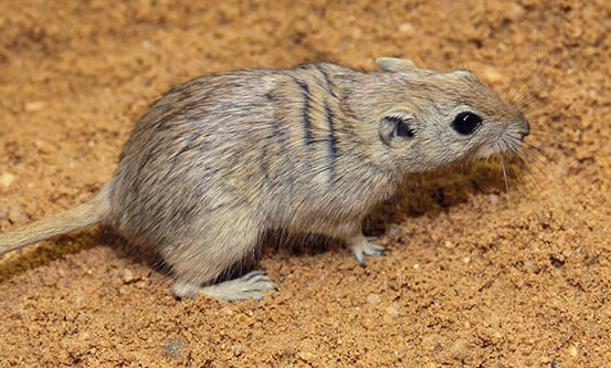 Fette Sandratte Säugetiere