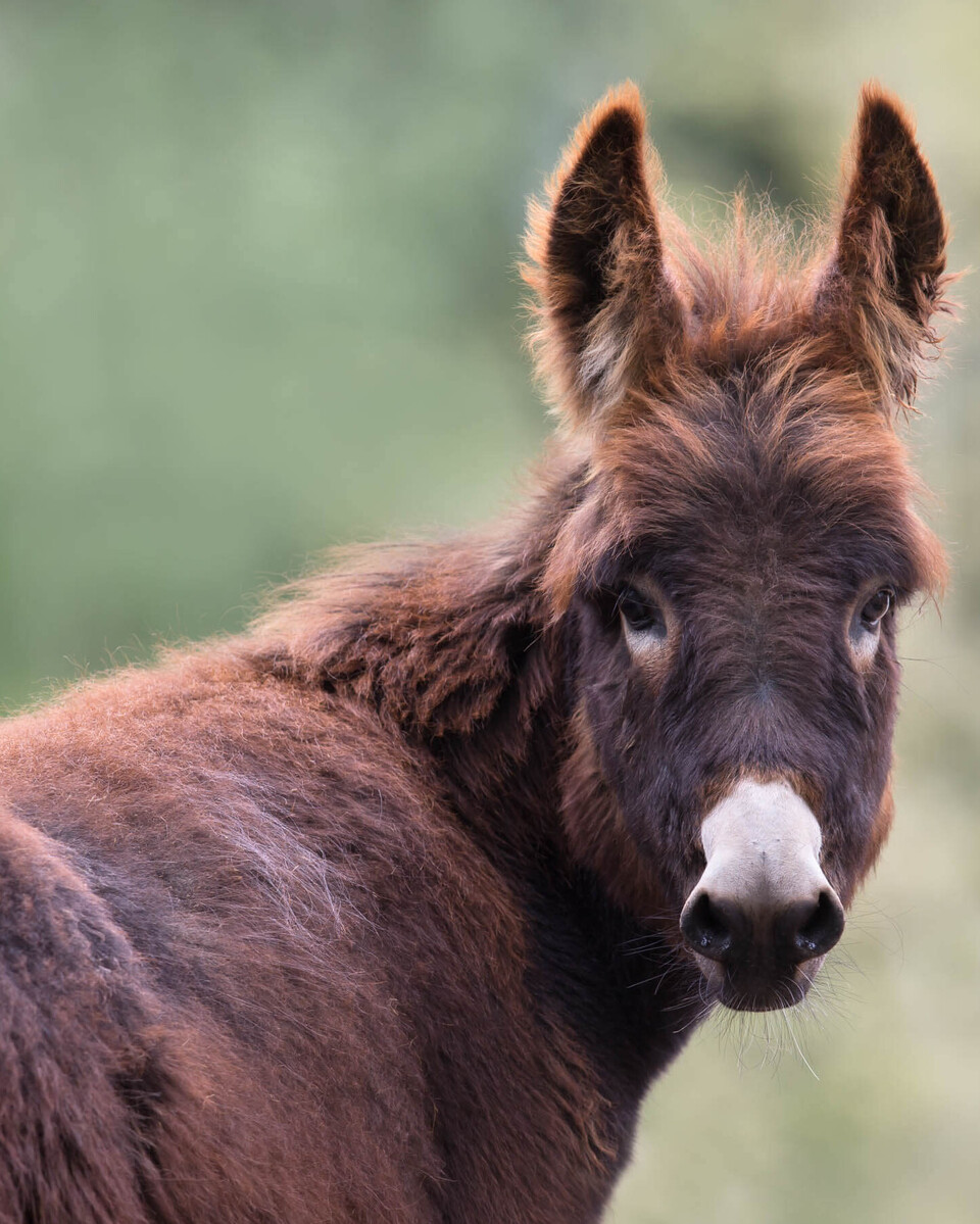 Hausesel Säugetiere