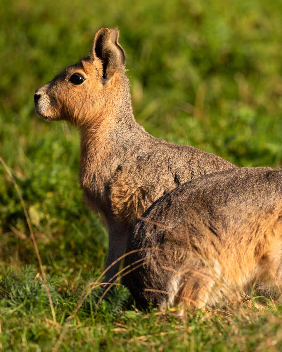 Grosse Mara Säugetiere