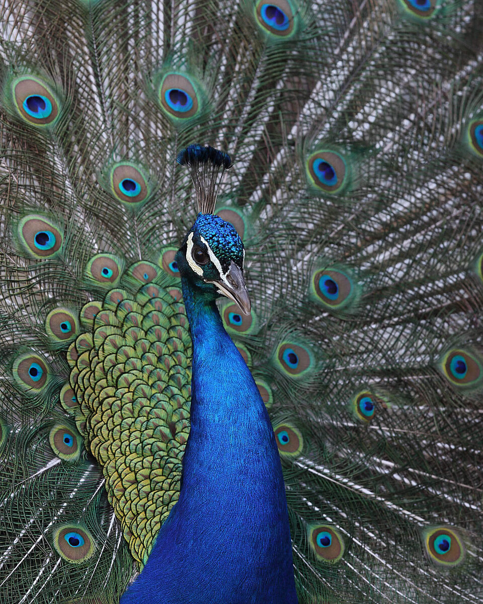 Blauer Pfau Vögel