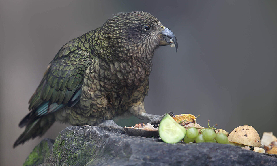 Kea Vögel