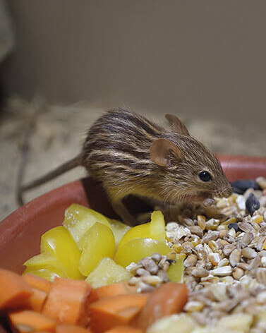 Berber-Streifengrasmaus Säugetiere