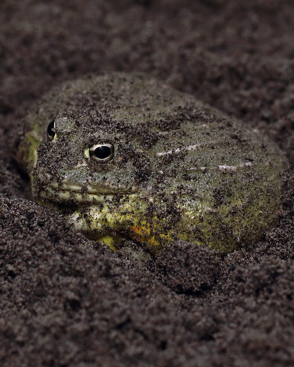 Afrikanischer Ochsenfrosch Amphibien
