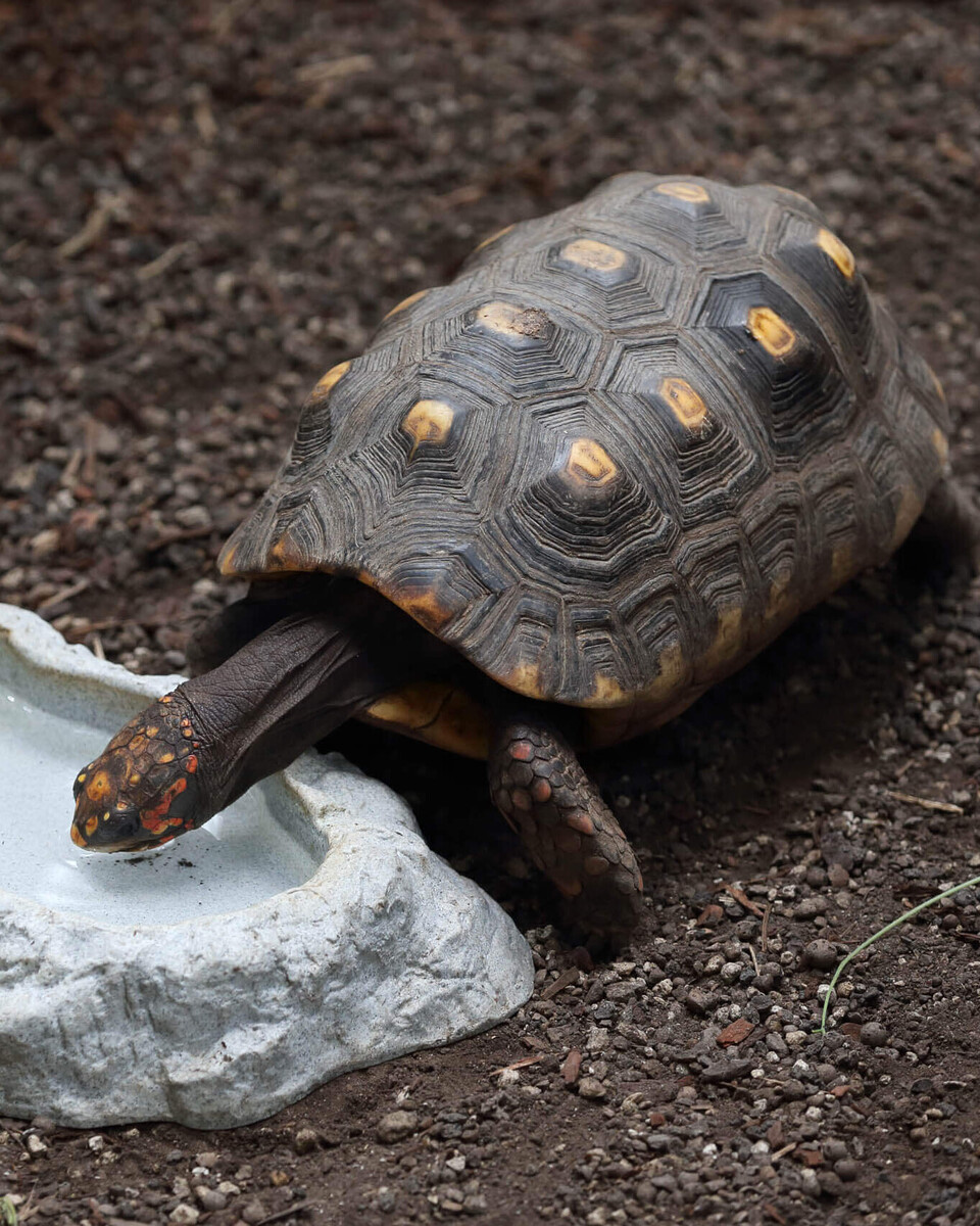 Köhlerschildkröte Reptilien