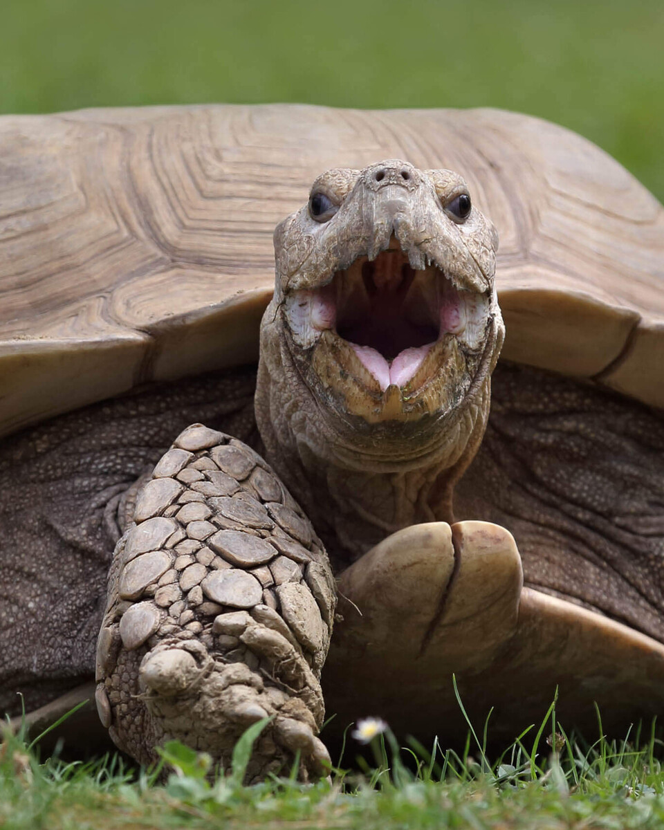Spornschildkröte Reptilien