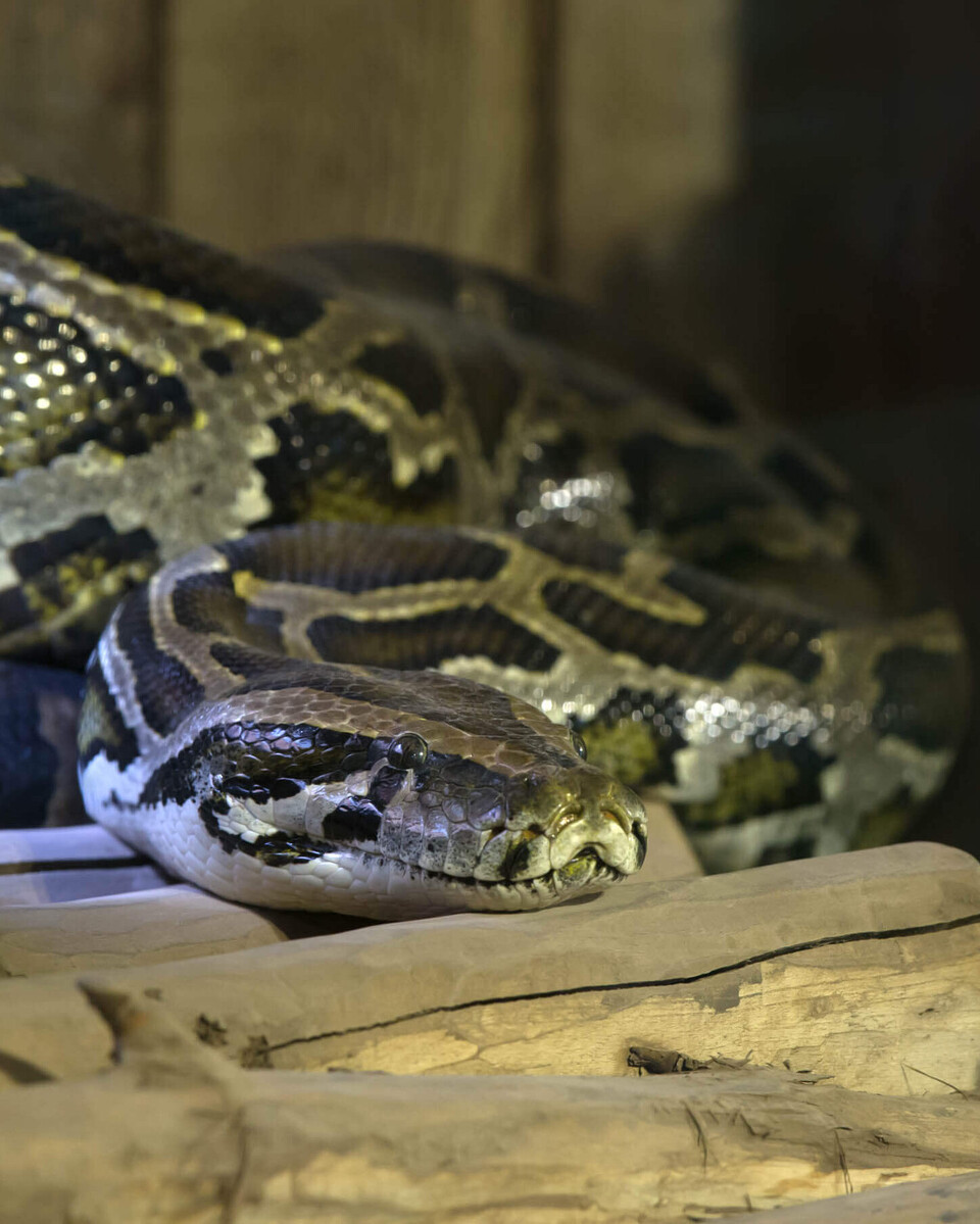 Dunkler Tigerpython Reptilien