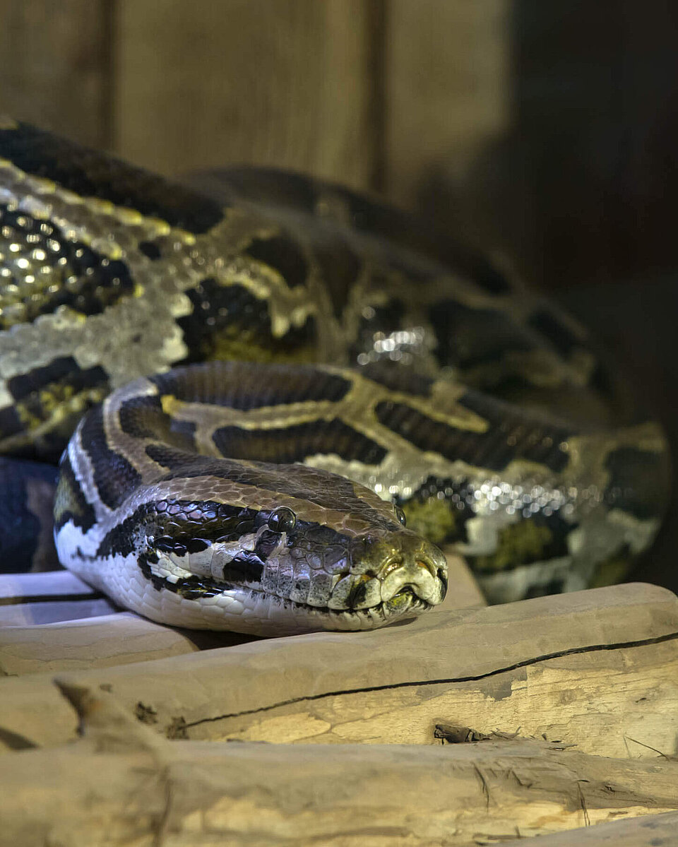 Dunkler Tigerpython Reptilien