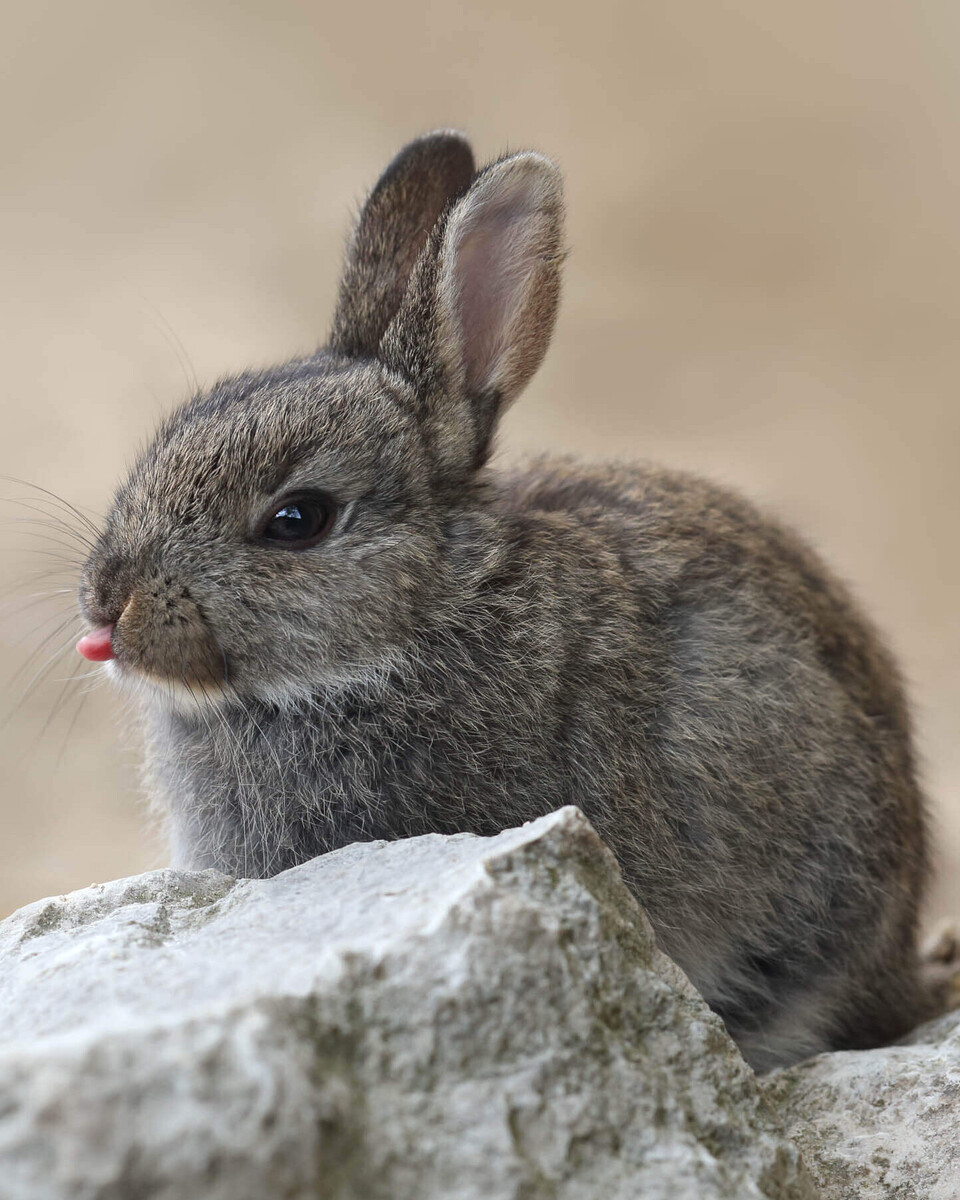 Hauskaninchen Säugetiere