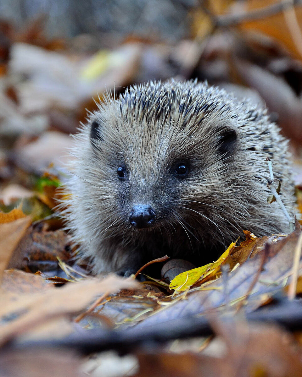 Igel Säugetiere