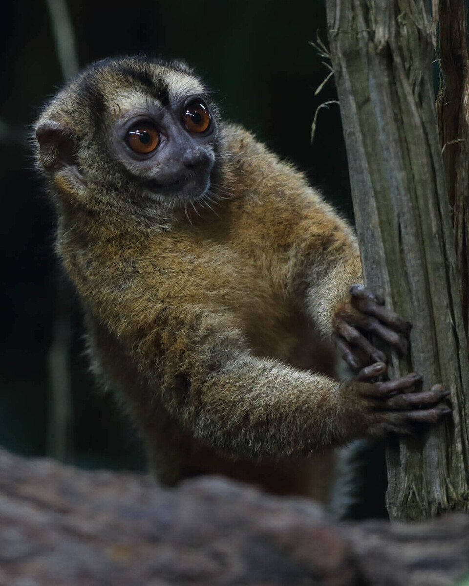 Grauhand-Nachtaffe Säugetiere
